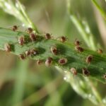 seed ticks