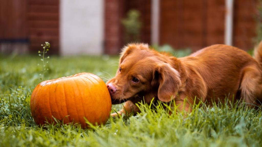 can dogs have pumpkin seeds