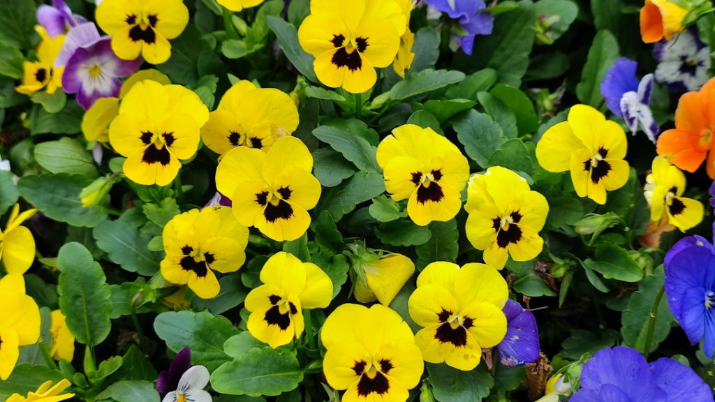 pansy seeds from plants