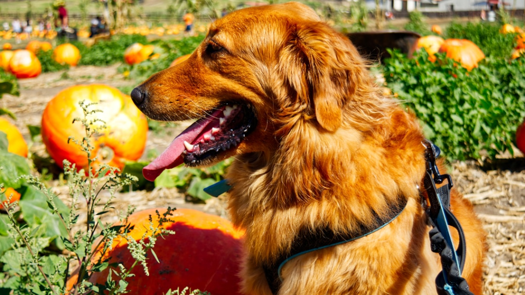 can dogs have pumpkin seeds