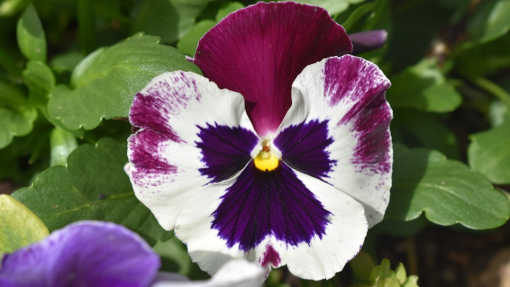 pansy seeds from plants