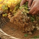 drying cilantro seeds