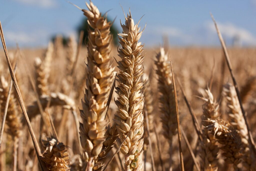 Close-up of ripe golden wheat ready for harvest under a clear blue sky.