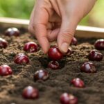 how to plant cherry seeds