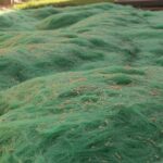 hydromulch seed