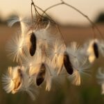 milkweed seeds