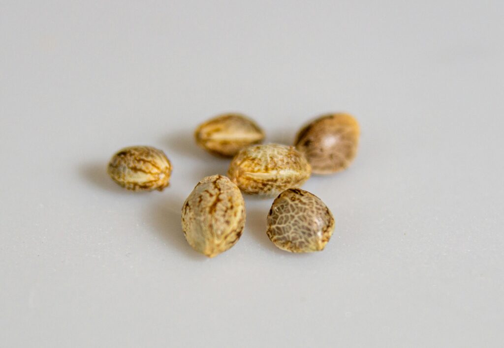 Detailed close-up of cannabis seeds with shallow focus on a white background, ideal for botanical studies.