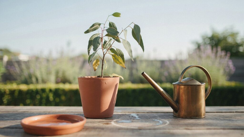 seeded eucalyptus